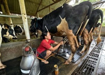 Ilustrasi peternakan sapi. (kontan.co.id)