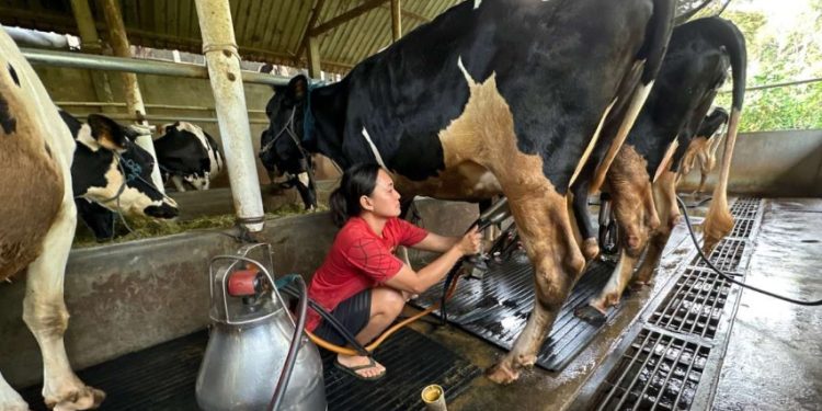 Ilustrasi peternakan sapi. (kontan.co.id)