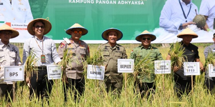 Bupati Luwu Timur, Irwan Bachri Syam, bersama unsur Forum Forkopimda menghadiri panen raya padi di Desa Wanasari, Kecamatan Angkona, Minggu 4 Mei 2025. (Foto: Dinas Kominfo-SP Lutim)