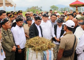 Bupati Luwu Timur, Irwan Bachri Syam mendampingi Menteri Pertanian Andi Amran Sulaiman menyaksikan Panen Raya padi di Desa Margomulyo, Kecamatan Tomoni Timur, Senin 19 Mei 2025. (Foto: Kominfo SP Lutim)