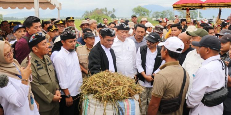 Bupati Luwu Timur, Irwan Bachri Syam mendampingi Menteri Pertanian Andi Amran Sulaiman menyaksikan Panen Raya padi di Desa Margomulyo, Kecamatan Tomoni Timur, Senin 19 Mei 2025. (Foto: Kominfo SP Lutim)