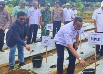 Anggota DPRD Luwu Timur dari Partai PKS, Firman Udding (jas hitam) ikut berpartisipasi dalam kegiatan gerakan tanam cabai di lahan milik Kelompok Wanita Tani (KWT) Anggrek, Desa Pasi-Pasi, Kecamatan Malili, pada Rabu (9/7/2025).