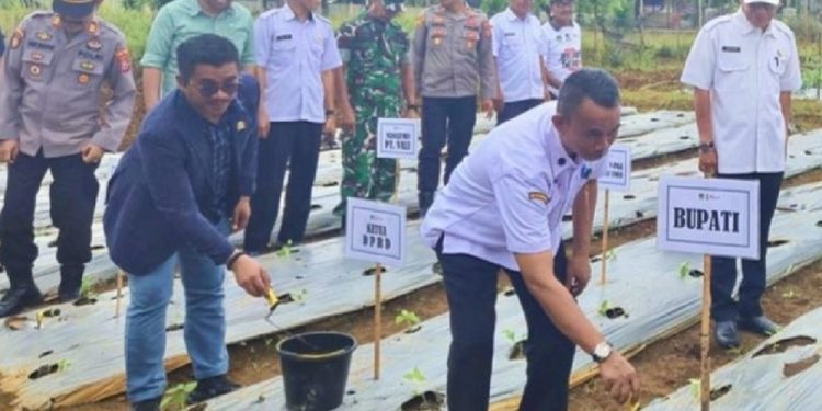 Anggota DPRD Luwu Timur dari Partai PKS, Firman Udding (jas hitam) ikut berpartisipasi dalam kegiatan gerakan tanam cabai di lahan milik Kelompok Wanita Tani (KWT) Anggrek, Desa Pasi-Pasi, Kecamatan Malili, pada Rabu (9/7/2025).