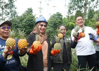 Pemkab Lutim Adopsi Konsep Agrowisata Nanas dari Desa Sempu Kediri