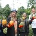 Pemkab Lutim Adopsi Konsep Agrowisata Nanas dari Desa Sempu Kediri