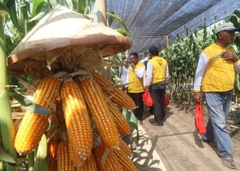 Jagung Hibrida.