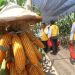 Jagung Hibrida.