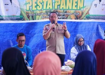 Pesta panen di Desa TAwakua, Kecamatan Angkona, Sabtu 8 November 2025.