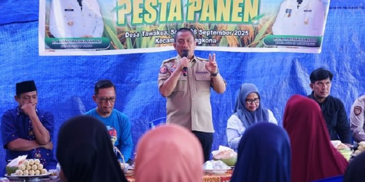 Pesta panen di Desa TAwakua, Kecamatan Angkona, Sabtu 8 November 2025.