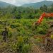 Pembersihan lahan atau land clearing lokasi PSN PT IHIP di Lampia, Desa Harapan, Kecamatan Malili, Rabu (29/04/2026). Foto: jaeja.id