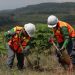 PT Vale Indonesia mencatat 50,23 persen lahan pascatambang sudah direklamasi hingga 2025. Foto: Vale.com