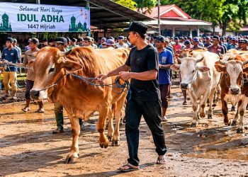 Ilustrasi hewan kurban di Luwu Timur pada Idul Adha 1447 H ini mencapai 2.206 ekor. Foto: AI/Jaeja.id