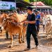Ilustrasi hewan kurban di Luwu Timur pada Idul Adha 1447 H ini mencapai 2.206 ekor. Foto: AI/Jaeja.id