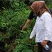 Peninjauan lokasi longsor Jalan Kawata, Kamis (11/06/2026). Foto: IST