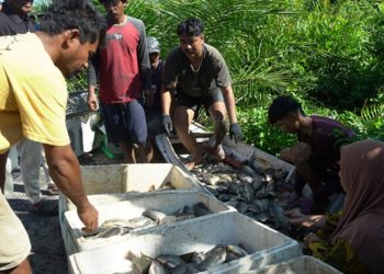 Panen perdana enam ton ikan nila hasil budidaya BUMDes Wisata Bahari Desa Mabonta, Kecamatan Burau, Jumat (26/06/2026). Foto: Warta Lutim