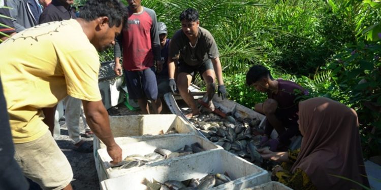 Panen perdana enam ton ikan nila hasil budidaya BUMDes Wisata Bahari Desa Mabonta, Kecamatan Burau, Jumat (26/06/2026). Foto: Warta Lutim