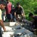 Panen perdana enam ton ikan nila hasil budidaya BUMDes Wisata Bahari Desa Mabonta, Kecamatan Burau, Jumat (26/06/2026). Foto: Warta Lutim