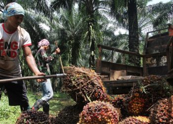 Disdagkop-UKMP Luwu Timur menegaskan komitmen pemerintah mengawal harga TBS sawit sesuai ketentuan demi melindungi hak petani.