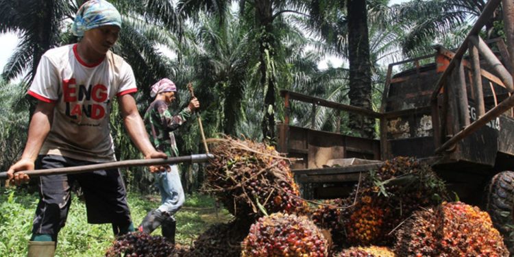 Disdagkop-UKMP Luwu Timur menegaskan komitmen pemerintah mengawal harga TBS sawit sesuai ketentuan demi melindungi hak petani.
