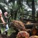 Disdagkop-UKMP Luwu Timur menegaskan komitmen pemerintah mengawal harga TBS sawit sesuai ketentuan demi melindungi hak petani.